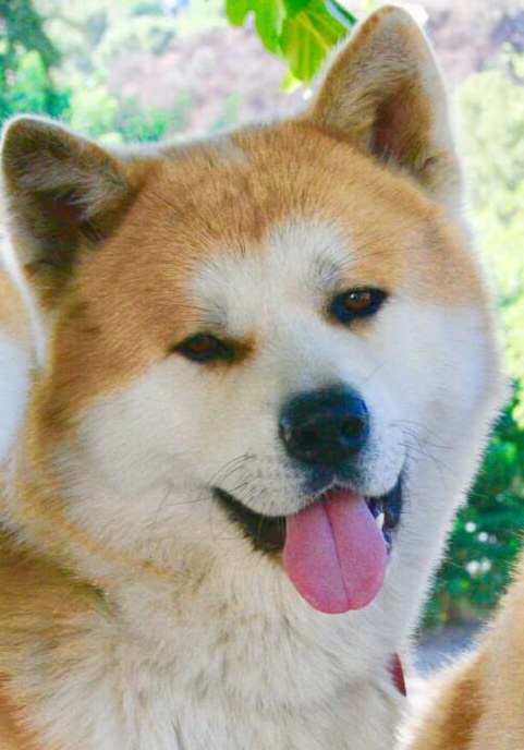 莱拉
