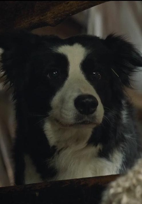 Panda the Sheepdog