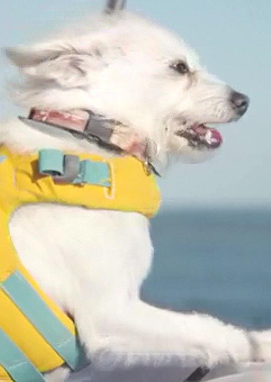沛沛