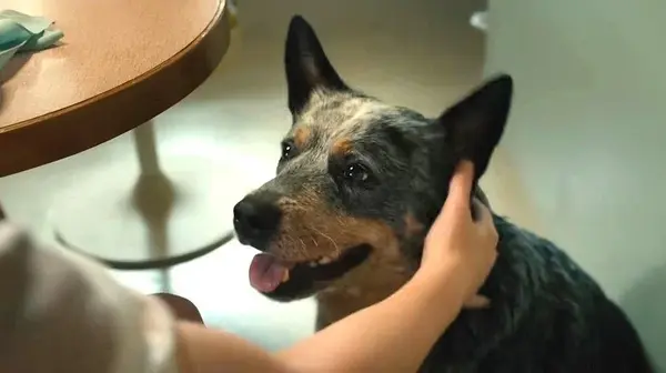 Brisket the Dog