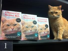 猫鲍勃