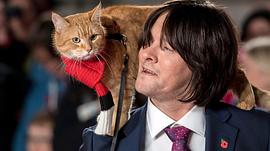 猫鲍勃