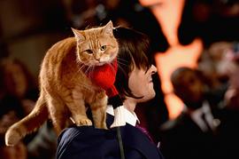 猫鲍勃