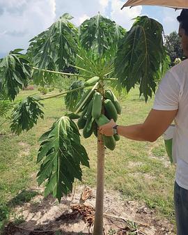 布鲁姆·瓦连特恩·琊鲁江侬缇