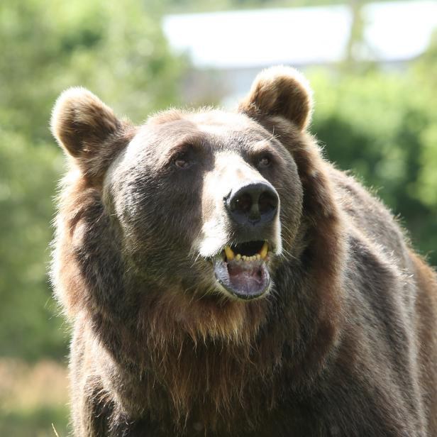 Honey Bump Bear