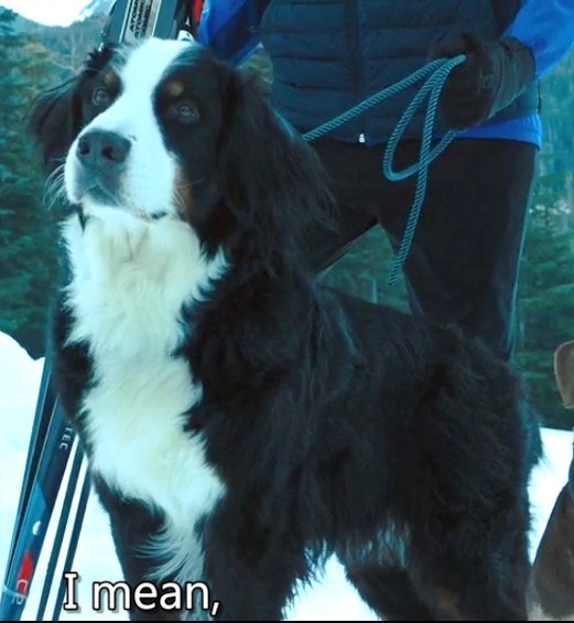 狗狗墨菲