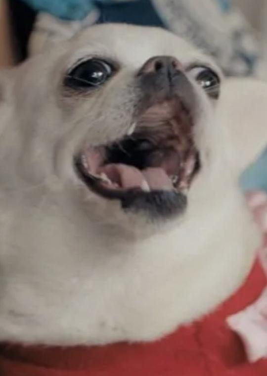 Ellen the Dog