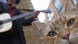 猫鲍勃