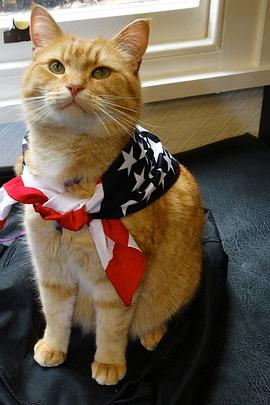 猫鲍勃