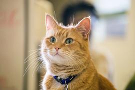 猫鲍勃