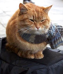 猫鲍勃
