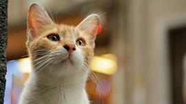 橘猫