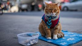 猫鲍勃