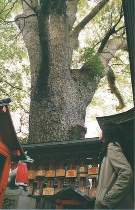 中村优子