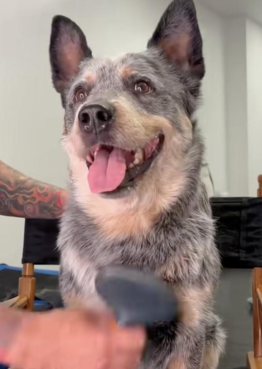 Brisket the Dog