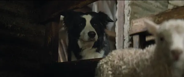 Panda the Sheepdog