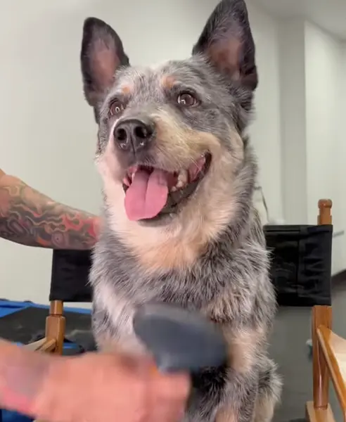 Brisket the Dog