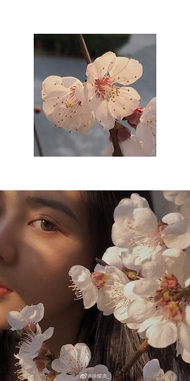 徐樱洛