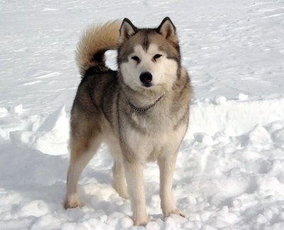Koda