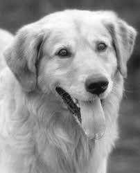 Buddy the Dog