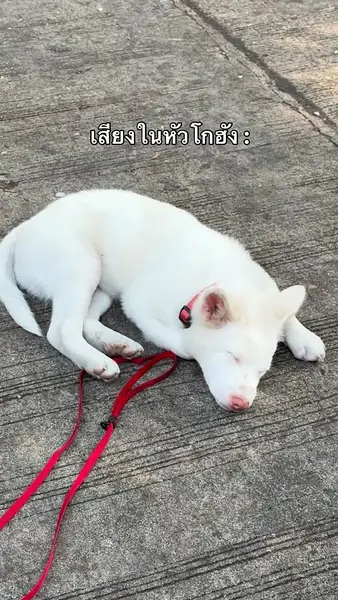 米乔克
