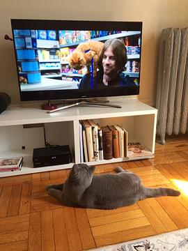 猫鲍勃