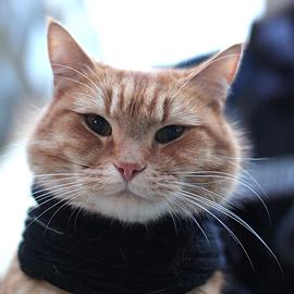 猫鲍勃