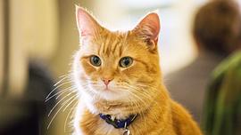 猫鲍勃