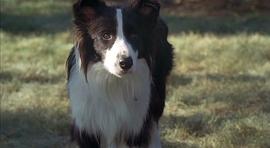 Ryder