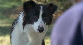 Ryder