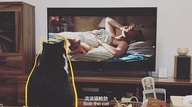 猫鲍勃