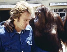 Manis the Orangutan