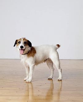 狗慕斯