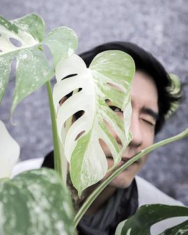 阿卡那·凌米查