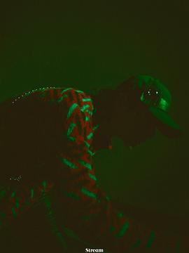 木子洋